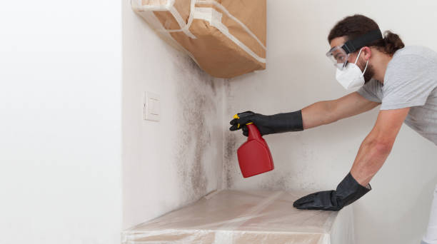 Professional Basement Mold Remediation technician working in Ottsville, PA